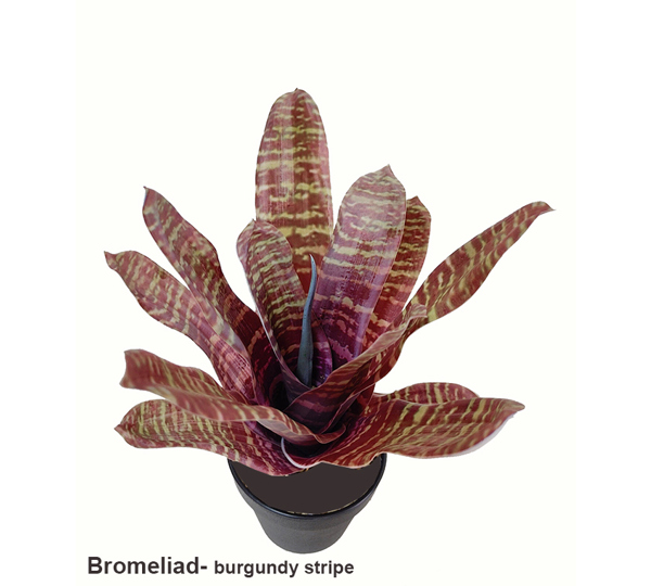 Bromeliad- burgundy stripe in plastic pot